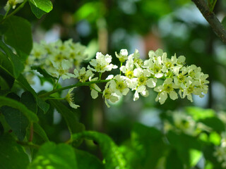 bird cherry blossoms in May, white inflorescences on the branches