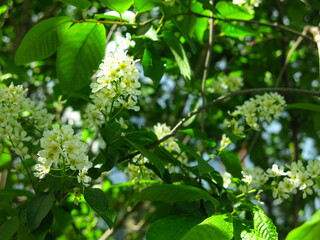 bird cherry blossoms in May, white inflorescences on the branches