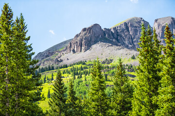 Evergreen pine spruce forest trees summer view at Colorado million dollar highway scenic road 550...