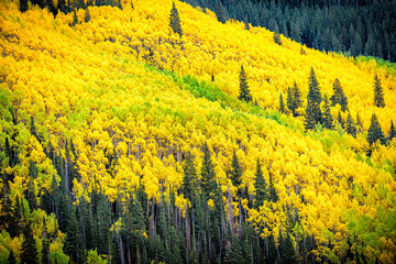 Castle Creek pass and view of colorful yellow leaves foliage on american aspen trees forest in...