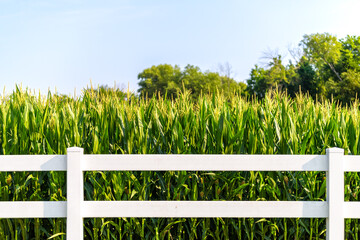 Agricultural farm field of corn maize crop harvest by white post and rail picket fence in rural...