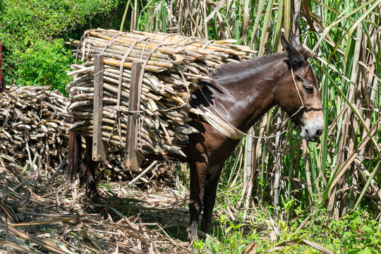 mule in the middle of a sugar cane field, loaded with sugar cane ready to transport the product to the sugar mill to process and make panela. concept of peasant work