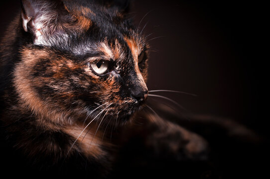 Tortoiseshell cat lying down.
