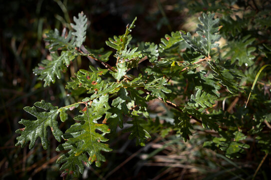 Quercus Pyrenaica. 