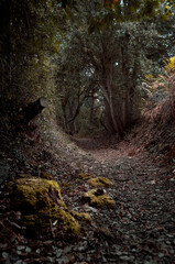 Path runs through the interior of the forest, Araba - Alava, Basque Country.