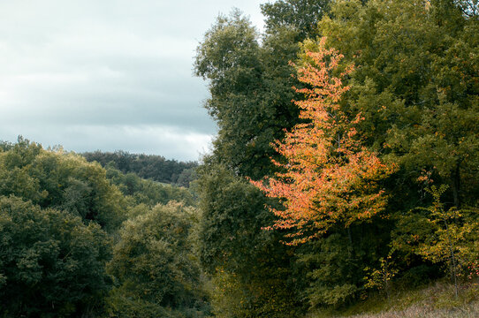 A tree turns yellow among the foliage of a forest in the Basque Country.
