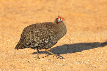 An alert helmeted guineafowl (Numida meleagris), South Africa.