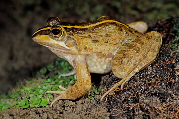 A Cape river frog (Amietia fuscigula) in natural habitat, South Africa.