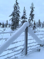 deer farm, snow-covered ski road, thick layer of snow on wires, fence, trees, Levi ski resort,...