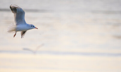 Black-headed Gull - Chroicocephalus ridibundus on a pond - catching fish after fishing pond