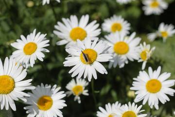 a field with daisies lit by the bright sun, but a butterfly sits on one flower