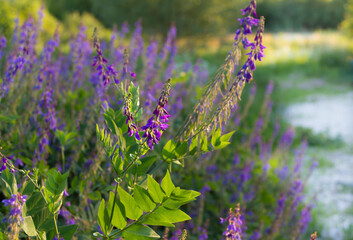 Flowers of GALEGA OFFICINALIS, honey-bearing,fodder,medicinal plant.Cultivation as food for farm animals,used for the treatment of diabetes mellitus