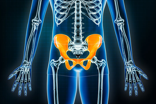 Pelvis x-ray front or anterior view. Osteology of the human skeleton, pelvic girdle bones 3D rendering illustration. Anatomy, medical, science, biology, healthcare concepts.