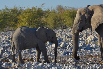 Afrikansche Elefanten am Wasserloch Olifantsrus im Etosha Nationalpark in Namibia. 