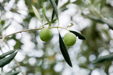 Olives in Istria, Croatia - 542030459