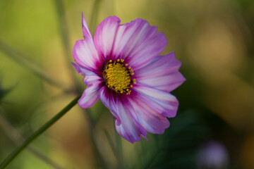 Cosmos flower in the garden - 542030825
