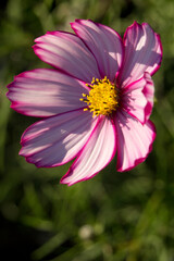 Cosmos flower in the garden - 542030849