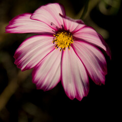 Cosmos flower in the garden - 542030858
