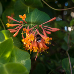 Bombus cleaning Lonicera caprifolium blossom. bokeh blur background, copy space. Selective focus