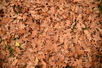 background of brown oak leaves on a background of green grass, texture of leaves close-up, natural natural background of oak leaves
