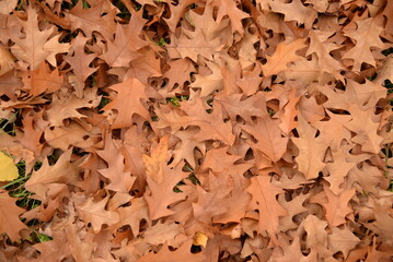 background of brown oak leaves on a background of green grass, texture of leaves close-up, natural natural background of oak leaves