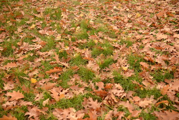 background of brown oak leaves on a background of green grass, texture of leaves close-up, natural natural background of oak leaves