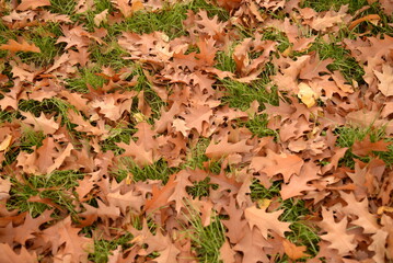 background of brown oak leaves on a background of green grass, texture of leaves close-up, natural natural background of oak leaves