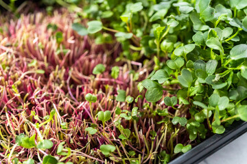 Microgreens