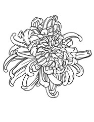 Hand drawn Сhrysanthemum line art flower in png with transparent background