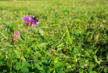 Bumblebee on a thistle against blured green background with copy space