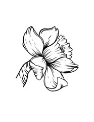 Hand drawn Narcissus line art flower in png with transparent background