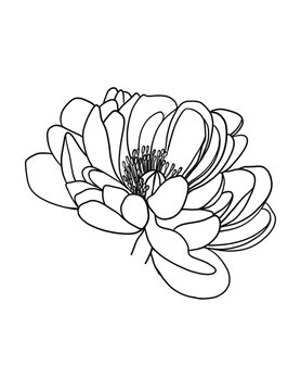 recommend clip art: Hand drawn Anemone line art flower in png with transparent background