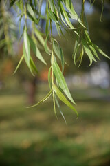 Fototapeta na wymiar background of long leaves of willow branches, twisted yellow willow branches close-up, green tree background, curved trunk, branches and twisted narrow leaves, decorative shape