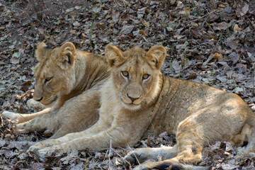 Two lionesses in the wild, Zambia