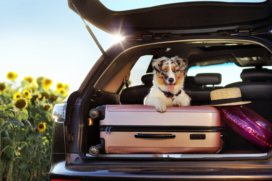 Aussie puppy laying on the baggage in the car trunk ready to travel