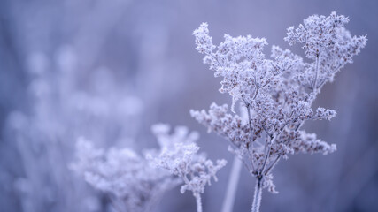 Hoarfrost branch background texture. Fresh ice and snow winter backdrop with snowflakes and mounds. Seasonal wallpaper. Frozen water shapes and figures. Cold weather atmospheric precipitation.