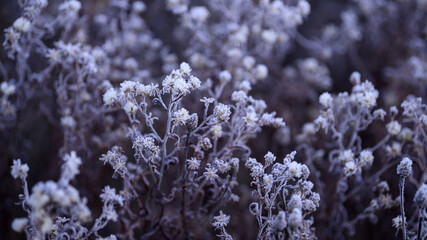 Hoarfrost branch background texture. Fresh ice and snow winter backdrop with snowflakes and mounds. Seasonal wallpaper. Frozen water shapes and figures. Cold weather atmospheric precipitation.