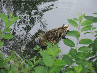 ducks swim in the spring in a ditch with ducklings
