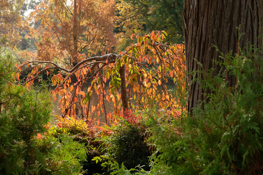 Acer maple trees with leaves in stunning autumn colours, photographed in the garden at RHS Wisley, near Woking in Surrey UK.