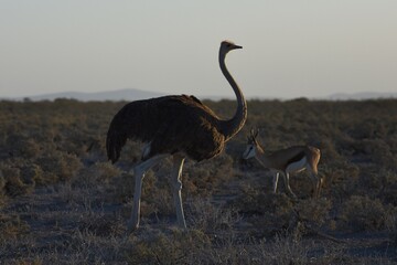 Fototapeta premium Afrikanischer Strauß (struthio camelus) zieht durch die Savanne im Abendlicht im Etosha Nationalpark.