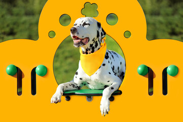 Dog in the frame of yellow playground wall