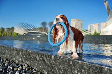 King charles spaniel playin with puller toy in city fountain