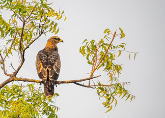 A Buzzard sitting on a branch