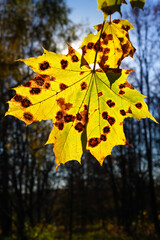 Obraz premium The yellow fall leaf of a maple tree is lighted by the sun, against the background of the sky and forest. The sun illuminates a large carved maple tree leaf, covered in reddish brown spots, close-up