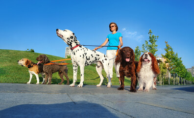 Wide picture of dog walking in the park