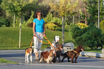 Woman walking with a group of dogs in the park