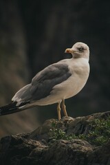 Vertical shot of a seagull on a rock with a blurred background