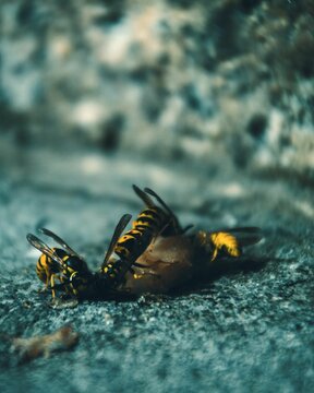 Vertical shot of bees drinking nectar from a fallen food on the ground