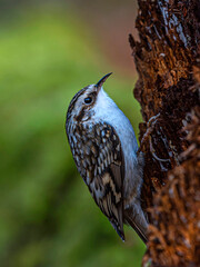 Small white-bellied bird treecreeper on a rotten stump