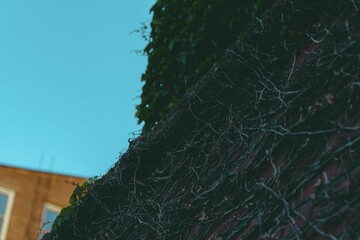Rooftop of a house covered in the weathered dry spiky plant branches